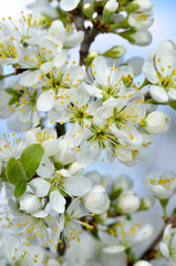 White flowers on the branches of trees in the spring