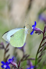 Closeup  beautiful butterflies sitting on flower