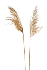 Common reed (Phragmites australis) seed heads isolated on white background.