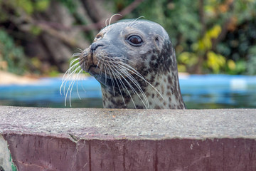 Scenes from the zoo garden. Close-up portrait of a sea lion who is accustomed to pose visitors to the zoo garden.