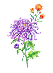 Purple Japanese chrysanthemum and orange needle chrysanthemum, watercolor painting on a white background isolated with clipping path. Bouquet of autumn flowers, hand drawing.