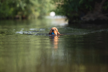 15 Month Old Cocker Spaniel Playing in River