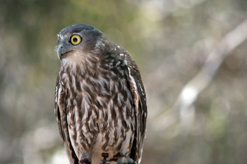 this is a close up of a  barking owl