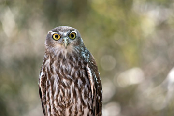 this is a close up of a a barking owl