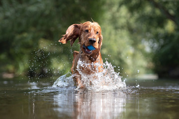 15 Month Old Cocker Spaniel Playing in River