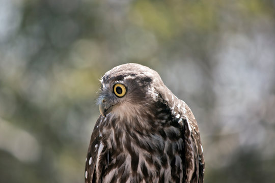 this is a close up of a a barking owl
