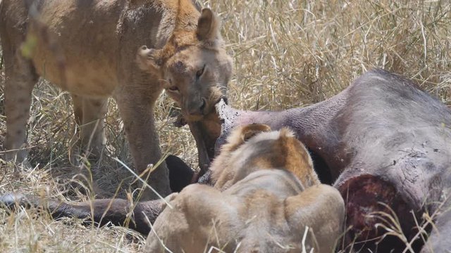 180p slow motion shot of lioness pulling the hide of a buffalo kill at serengeti national park in tanzania
