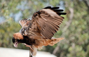 black breasted buzzard has spread its wings