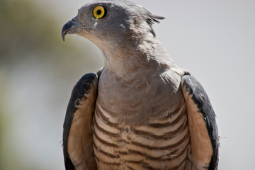 this is a close up of a a Pacific Baza