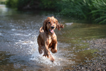 15 Month Old Cocker Spaniel Playing in River