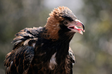 this is a close up of a black breasted buzzard