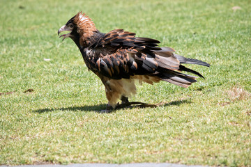 black breasted buzzard walking  on the grass