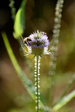 wilde Karde Distel mit Biene
