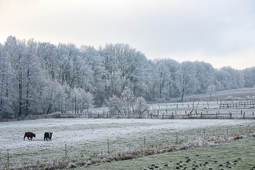 Frost Winter Bäume Weiß Wiese gefroren kalt ländlich