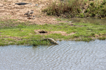 Crocodile walking into the water in Kruger Park