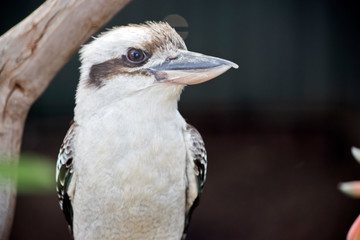 a close up of a  laughing kookaburra