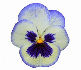 Pansy in white and blue isolated