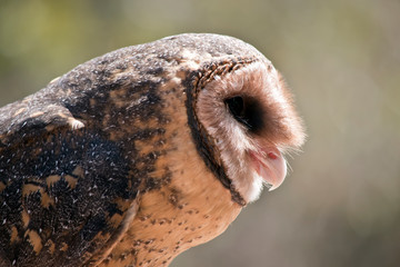 a close up of a lesser sooty owl