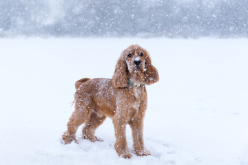 Cocker Spaniel playing in the snow in the winter
