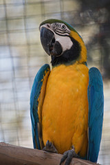 a close up of blue and gold macaw