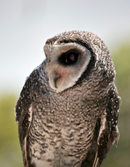 a close up ofa masked owl
