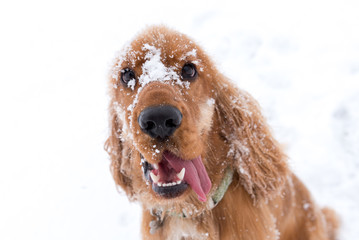Cocker Spaniel playing in the snow in the winter