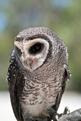 a close up of a masked owl