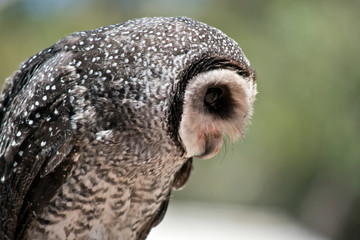 a close up of a masked owl