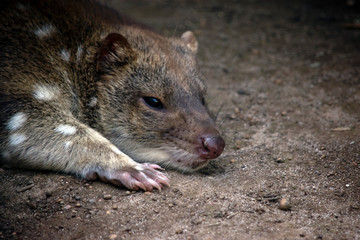 An Australian quoll resting