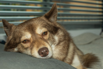 portrait of a sleepy pomsky pet dog resting on a couch