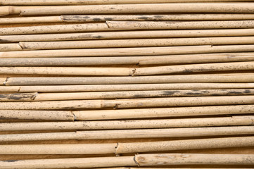 Dried reeds in a row