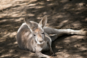 a young red kangaroo resting