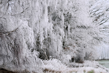 Winter wonderland