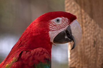 this is a close up of ared-and-green macaw or green-winged macaw