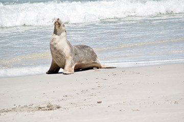 Naklejka premium sea lion on the beach at Kangaroo Island, Australia
