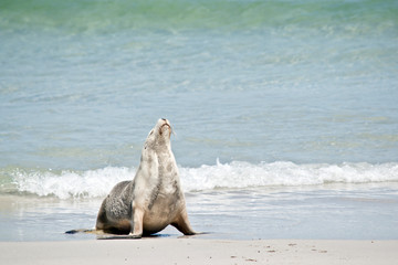 sea lion on the beach  at  Kangaroo Island, Australia