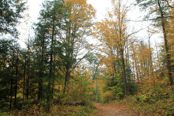 Fall in forest