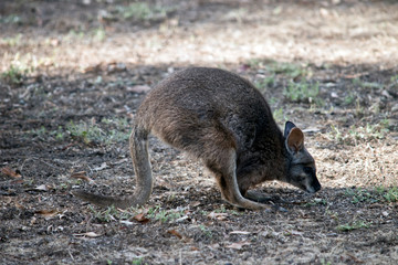 a tammar wallaby is on the endanger list.  they are only found in South Australia