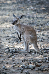 Naklejka na ściany i meble a joey Western grey kangaroo resting