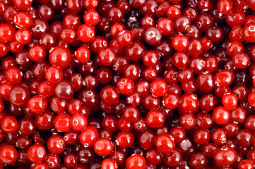 Cranberry background