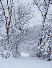 Snowy trees