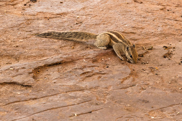 Palmeichhörnchen in Rajasthan Indien