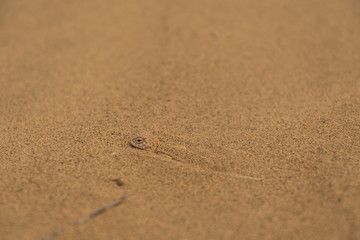 Eidechse getarnt im Sand auf der Düne