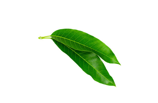 Green Mango leaf isolated on white background