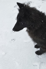 dog in the snow