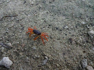 Cangrejo en Cuba