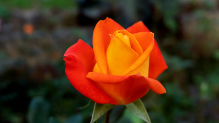 Close up beautiful rose flower in the garden.