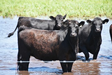 Three Cows in Water