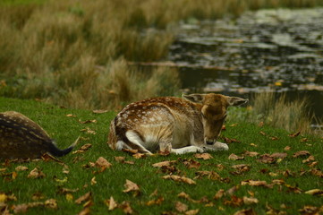 fallow deer in the grass