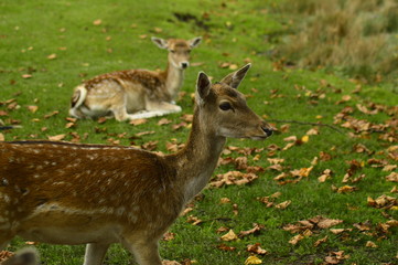 fallow deer in the grass